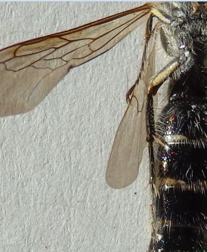 Dielis dorsata